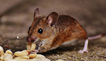 24 Hour & Emergency Exterminators in Jefferson City, MT